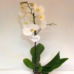 orchidée phalaenosis
à partir de 35.00 euro
blanche, violet, parme ... 